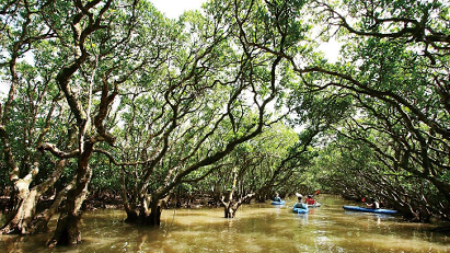 Welcome to Amami Mangrove Forest!!