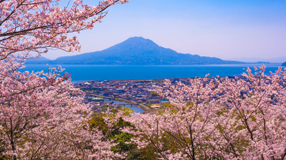 Sakura in Sakurajima!