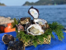 Oysters