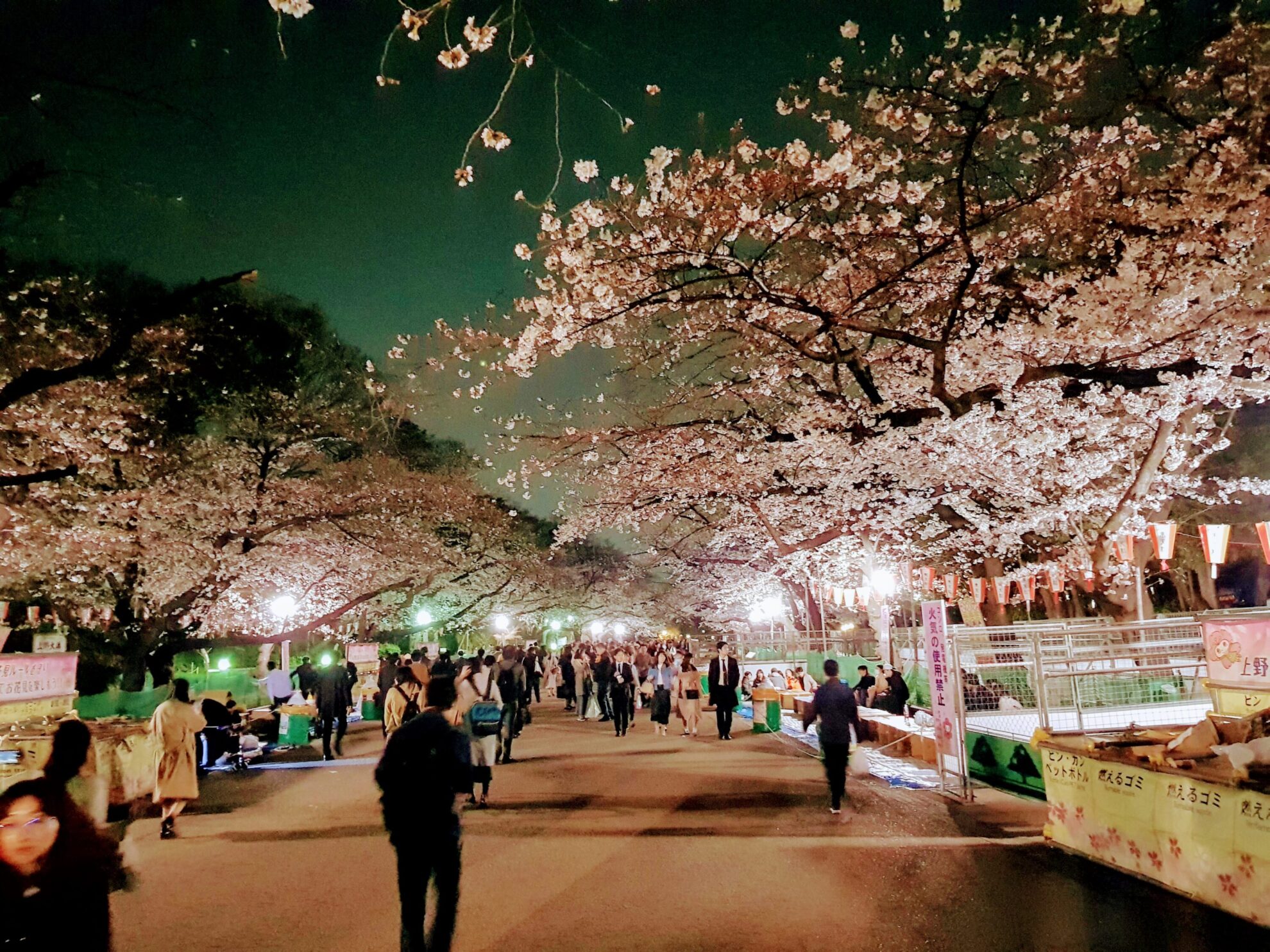 Tokyo Ueno Park Cherry Blossoms – Anime Maps