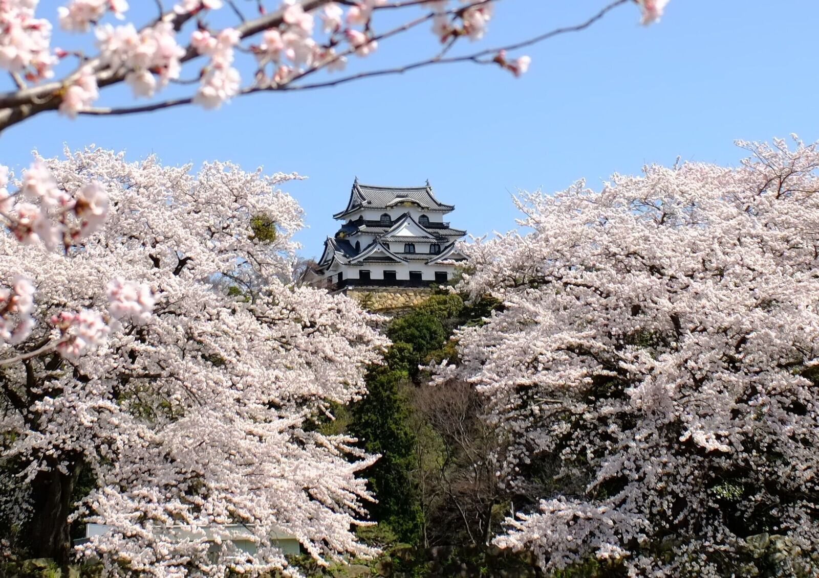 Hikone Castle Sakura Festival 2024 Anime Maps   263593 