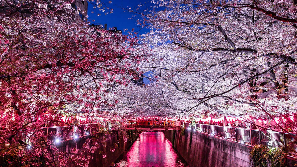 Meguro River Sakura Street Best time to see Sakura 2024 – Anime Maps