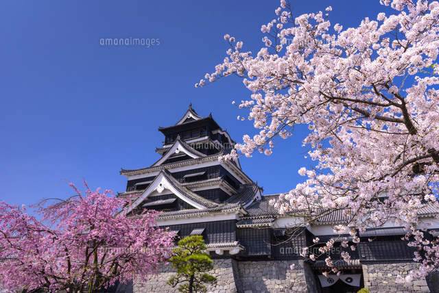 Kumamoto Castle Sakura When 2024