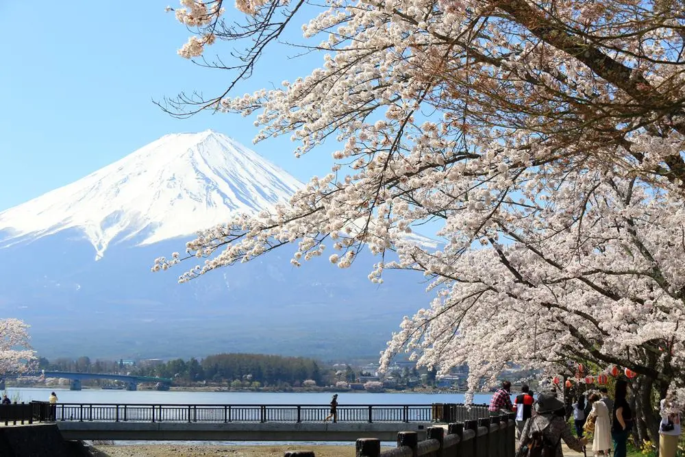 Kawaguchiko Sakura when 2024 (Mount Fuji) Anime Maps