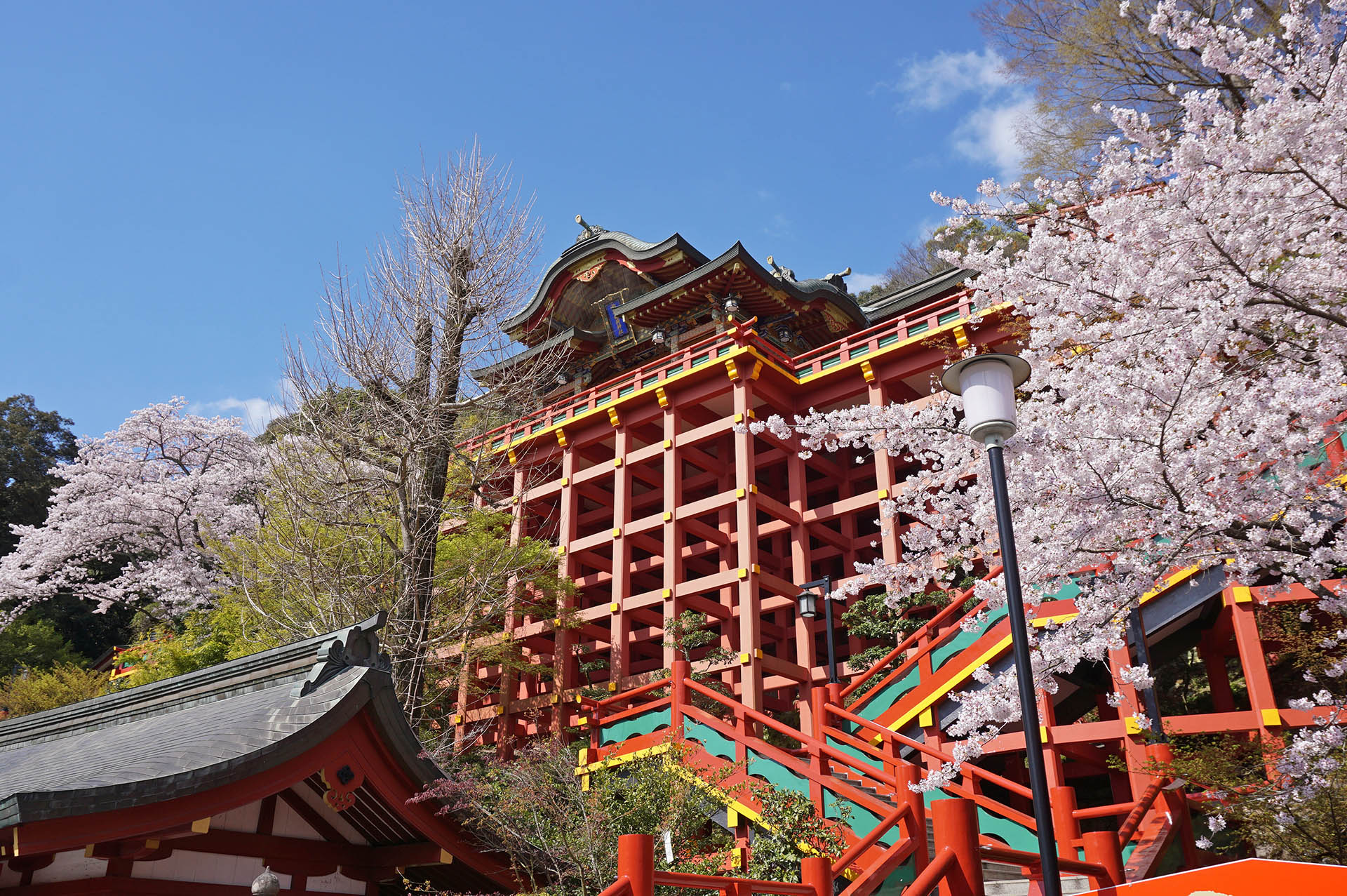 Yutoku Inari Shrine Sakura When 2024