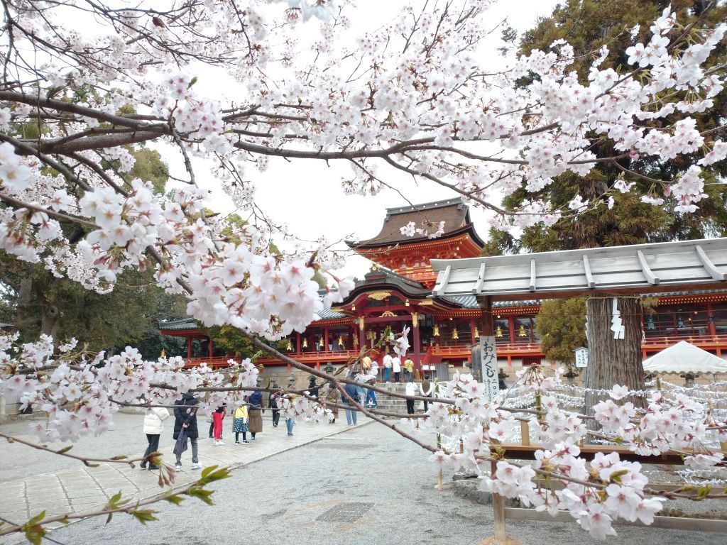 成田山新勝寺 桜いつ 2024 – Anime Maps